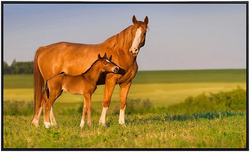 Papermoon Infrarotheizung »Pferde auf Wiese« günstig online kaufen