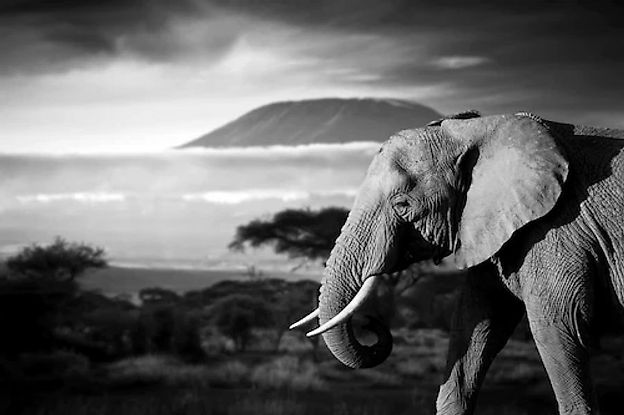 Papermoon Fototapete »Elefant mit Landschaft Schwarz Weiß« günstig online kaufen