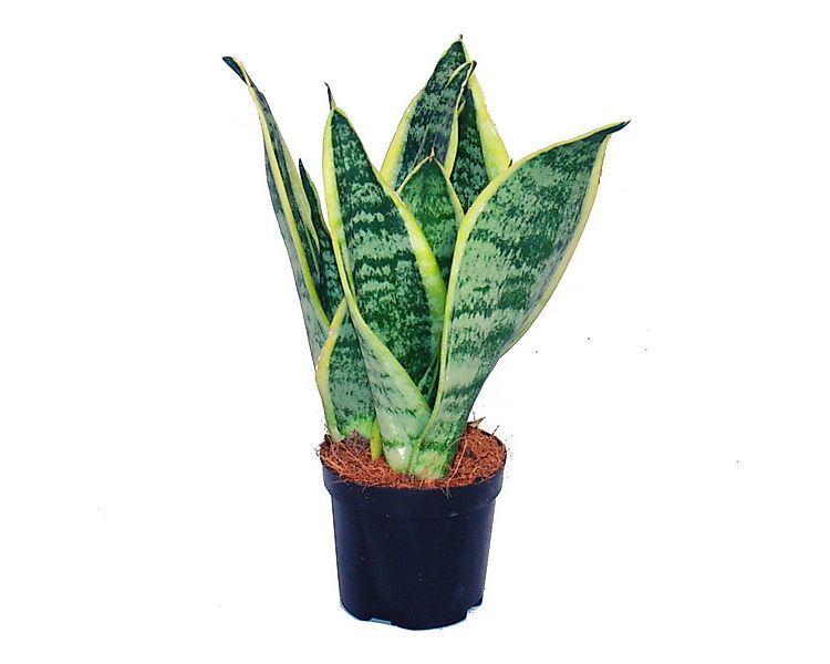 Exotenherz Zimmerpflanze Sansevieria trifasciata - gelb-grüner Bogenhanf - günstig online kaufen