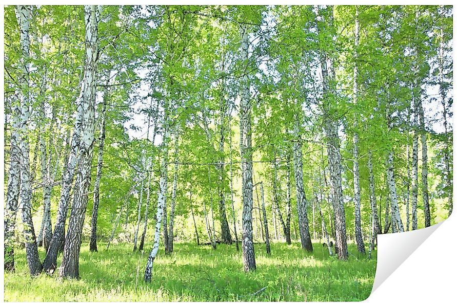 Wallarena Fototapete Wald Birkenwald Birken Sonne günstig online kaufen