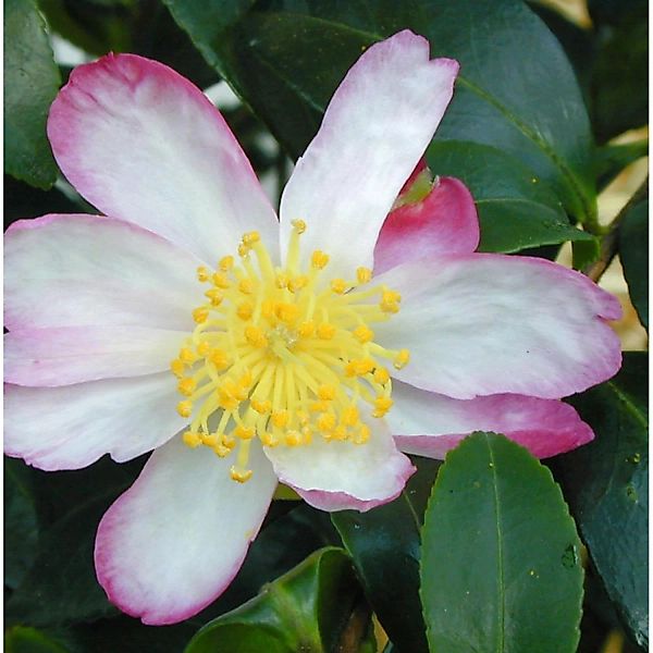 Herbstblühende Kamelie Rainbow 30-40cm - Camellia sasanqua günstig online kaufen