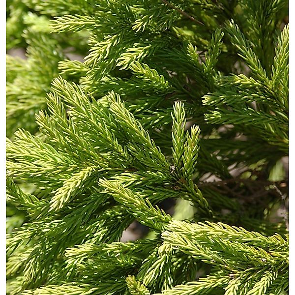 Japanische Sicheltanne Globosa Nana 30-40cm - Cryptomeria japonica günstig online kaufen