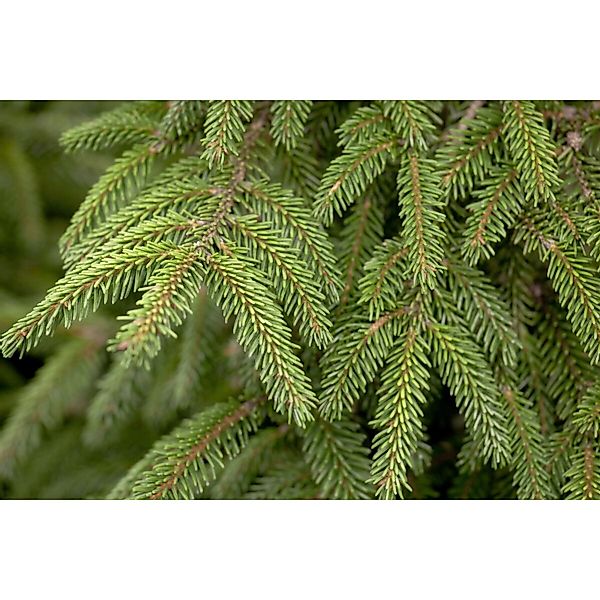 Picea Orientalis Aurea Orientalische Fichte Goldgelb 100–125 cm günstig online kaufen