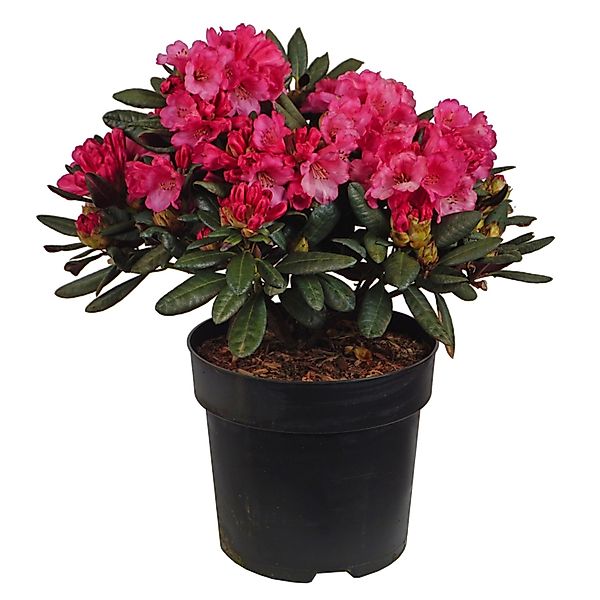 Alpenrose Wine and Roses Höhe ca. 30-40 cm Topf ca. 6 l Rhododendron günstig online kaufen