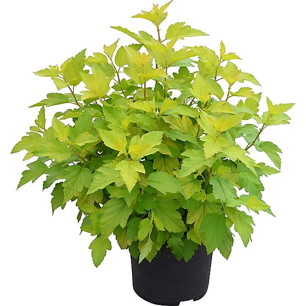 Blasenspiere Nugget Höhe ca. 30 - 40 cm Topf ca. 4 l günstig online kaufen