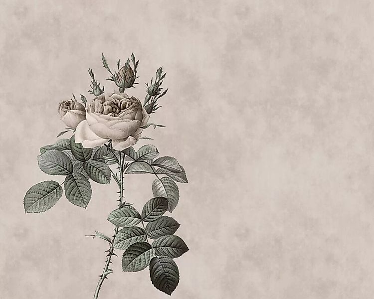 Fototapete "Rose" 4,00x2,70 m / Glattvlies Perlmutt günstig online kaufen
