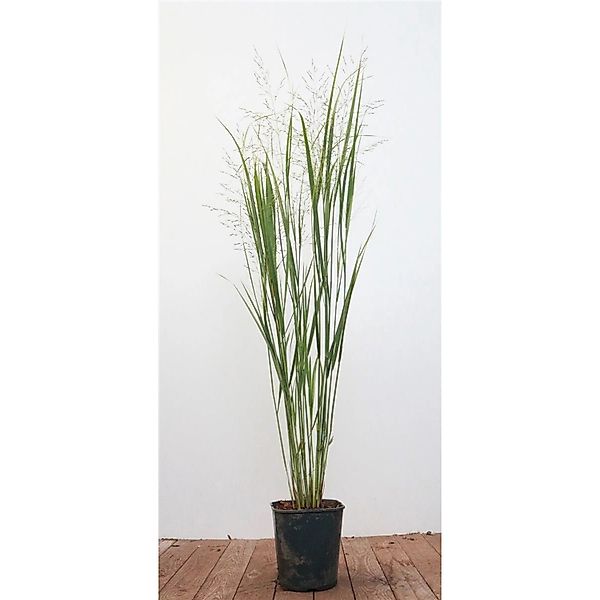 Panicum Virgatum Northwind Rutenhirse Aufrecht 3-5 Liter Container günstig online kaufen