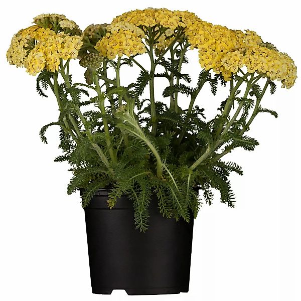 GROW by OBI Polsterschafgarbe Gelb Topf-Ø ca. 9 cm x 9 cm Achillea günstig online kaufen