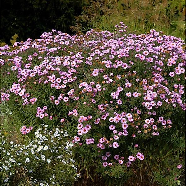 Rauhblattaster Vibrant Dome - Aster novae angliae günstig online kaufen
