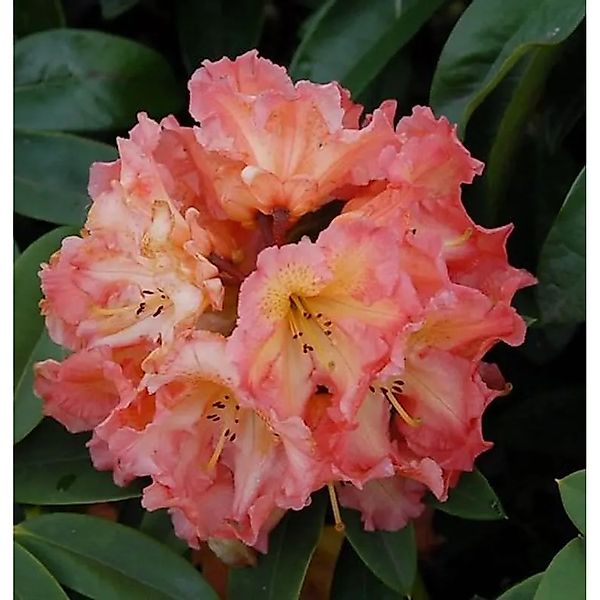 Großblumige Rhododendron Sun Fire 50-60cm - Alpenrose günstig online kaufen