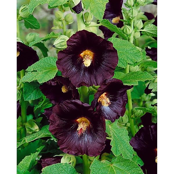 Alcea Rosea Stockrose Spotlight-Series 'Blacknight' Ca. 9x9 cm Topf günstig online kaufen