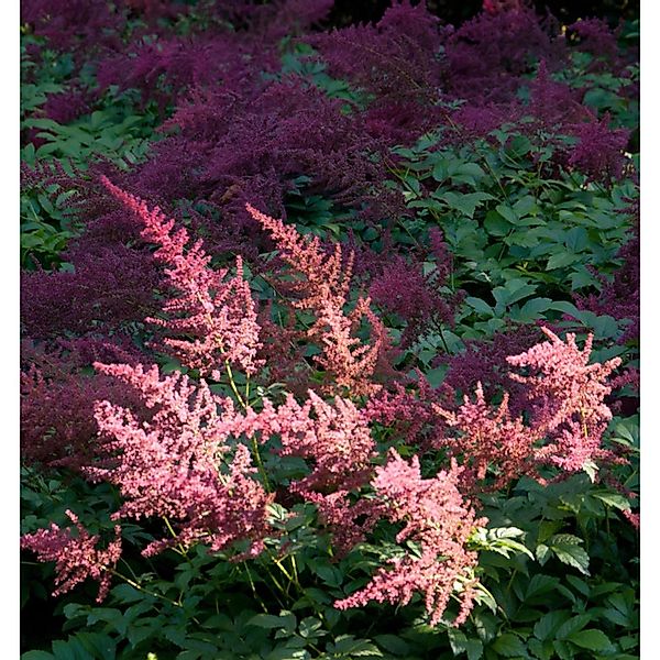 Prachtspiere Feuer - Astilbe arendsii günstig online kaufen