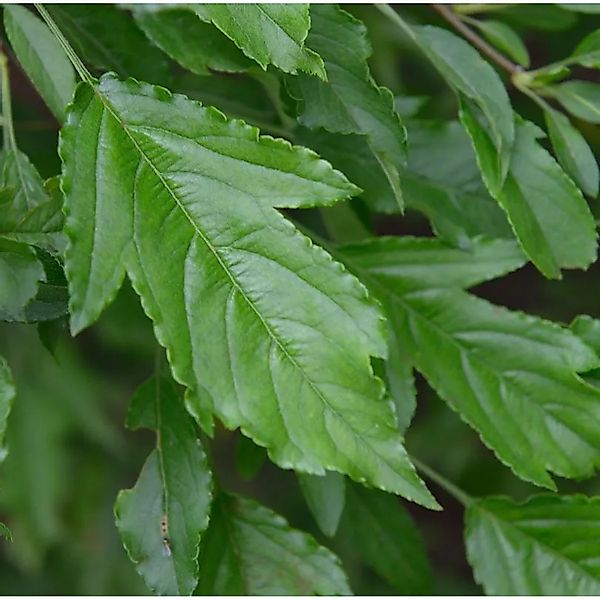 Dreilappiger Zier-Apfelbaum 60-80cm - Malus trilobata günstig online kaufen