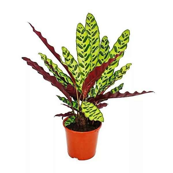 Exotenherz Schattenpflanze mit Ausgefallenem Blattmuster Calathea Lancifoli günstig online kaufen