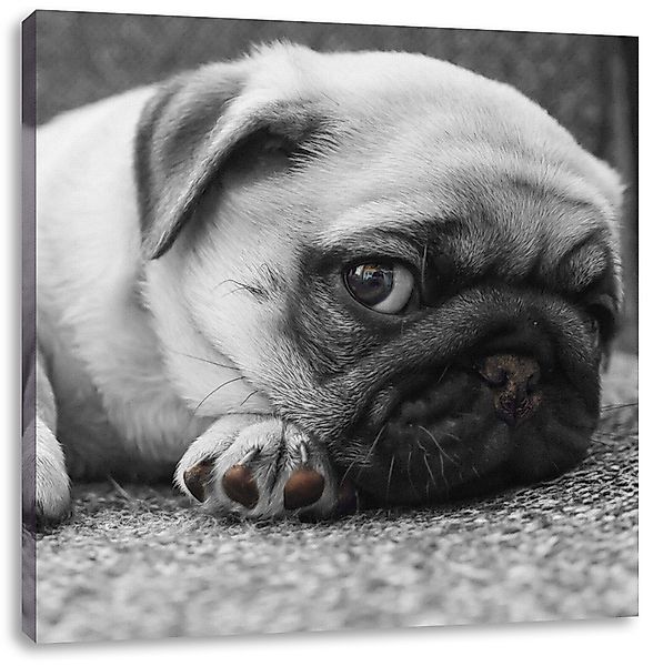 Pixxprint Leinwandbild süßer kleiner Mops auf günstig online kaufen