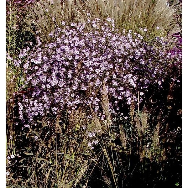 Wild-Aster Asmoe - Aster ageratoides günstig online kaufen