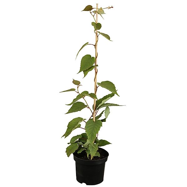 GROW by OBI Kiwi Jenny Höhe ca. 30 - 40 cm Topf ca. 3 l Acitindia chinensis günstig online kaufen