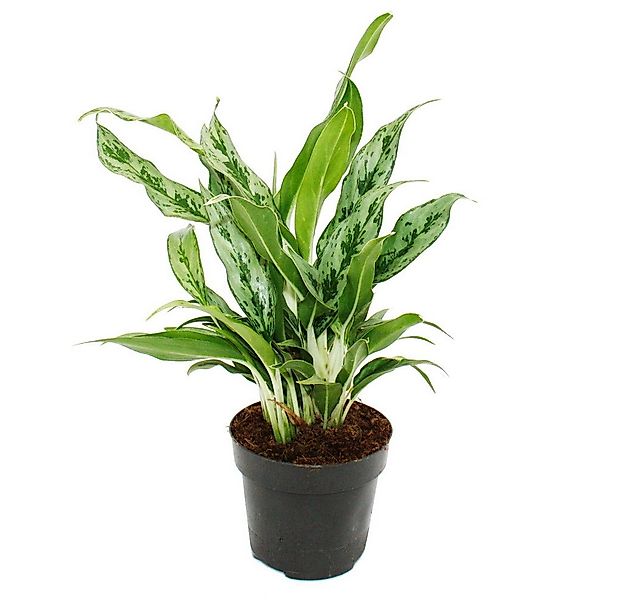 Exotenherz Zimmerpflanze Aglaonema Buntblättriger Kolbenfaden Ausgefallene günstig online kaufen
