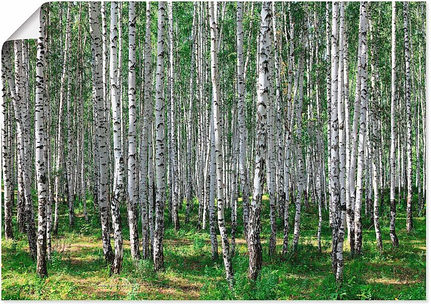 Artland Wandbild "Birkenwald", Wald, (1 St.), als Poster, Wandaufkleber in günstig online kaufen