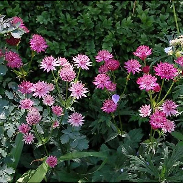 Sterndolde Roma - Astrantia major günstig online kaufen