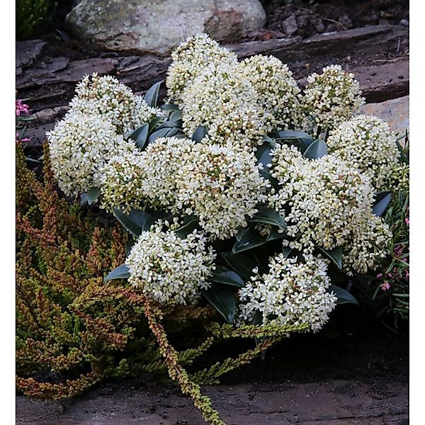 Japanische Skimmie Foremann 60-70cm - Skimmia japonica günstig online kaufen