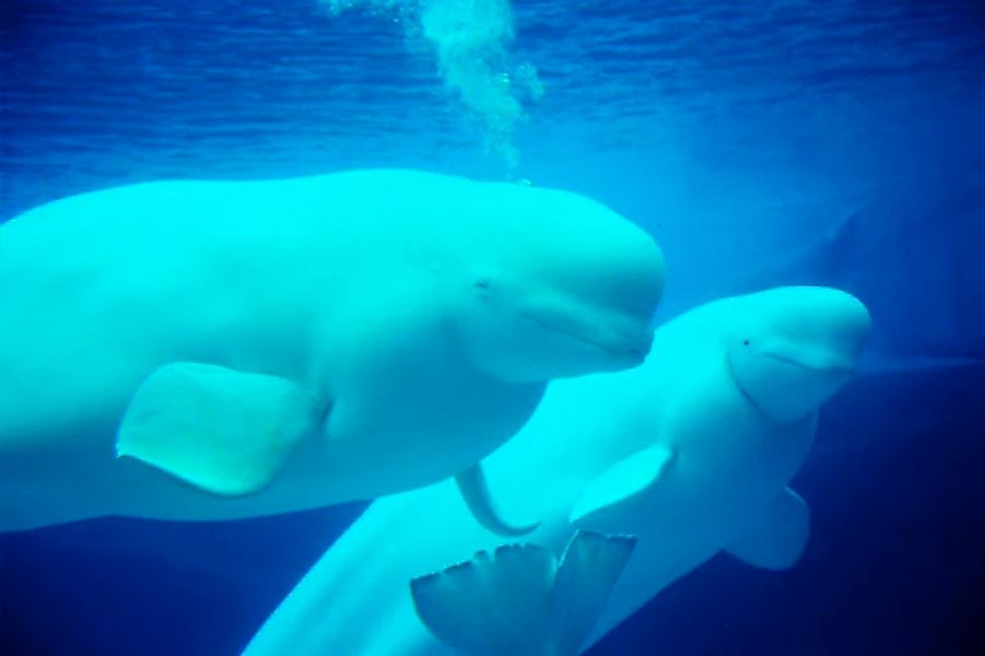 Papermoon Fototapete »Beluga Whales« glatt günstig online kaufen
