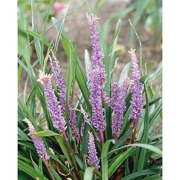 Liriope Muscari Big Blue Lilientraube 20-40 cm günstig online kaufen