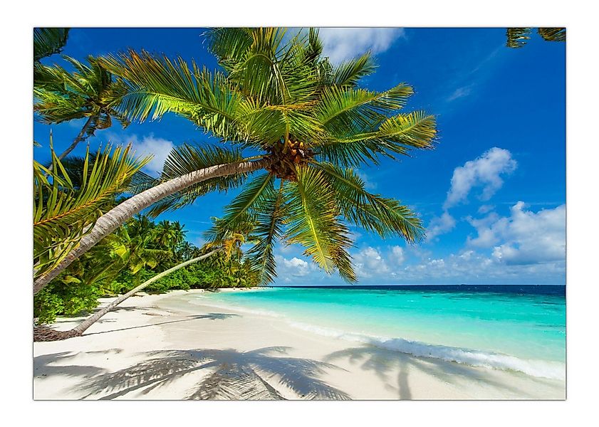 LYSCO Poster XXL Plakat Strand, Palmen, Palme am weißen Strand mit türkisem günstig online kaufen