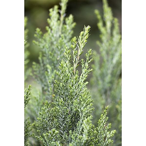 Chamaecyparis Lawsoniana Ellwoodii Blaue Säulenzypresse 15–20 cm günstig online kaufen