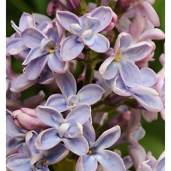 Edelflieder Président Grévy 80-100cm - Syringa vulgaris günstig online kaufen