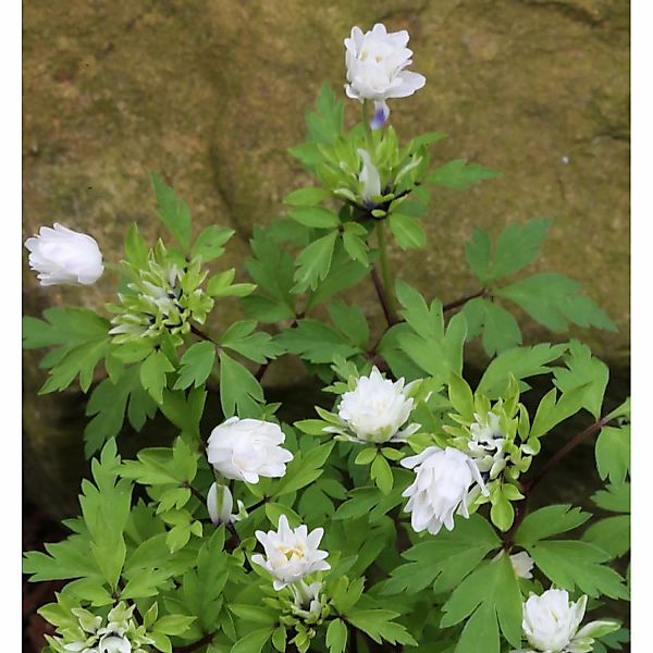 Buschwindröschen Bracteata Pleniflora - Anemone nemorosa günstig online kaufen