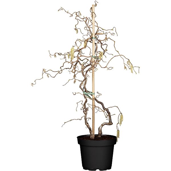 OBI Korkenzieherhasel Contorta Höhe ca. 60 - 80 cm Topf ca. 4 l Corylus günstig online kaufen