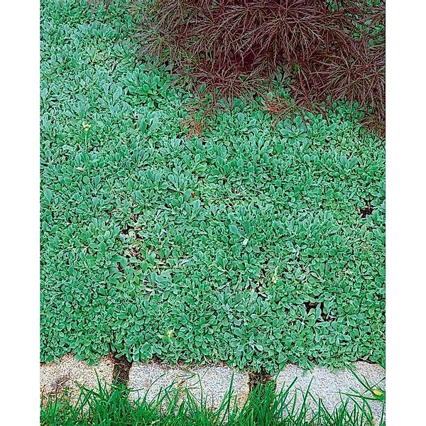 Antennaria Dioica Var.Borealis Katzenpfötchen Ca. 9x9 cm Topf günstig online kaufen