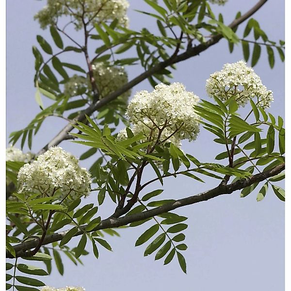 Eßbare Eberesche 125-150cm - Sorbus aucuparia günstig online kaufen