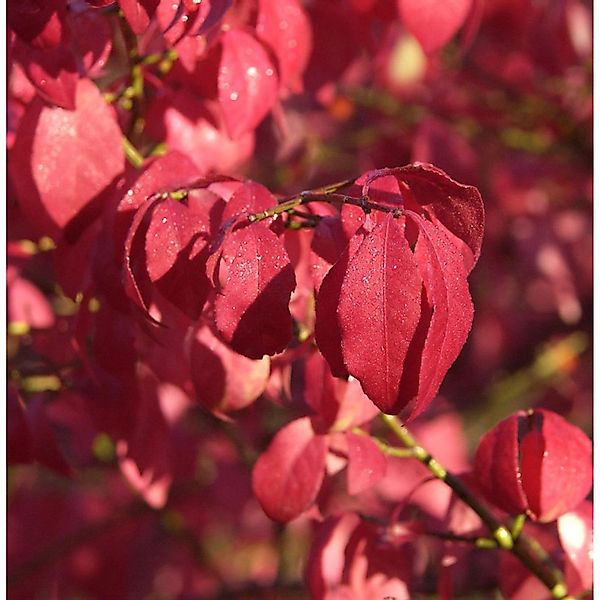 Korkflügelstrauch Blade Runner 60-80cm - Euonymus alatus günstig online kaufen