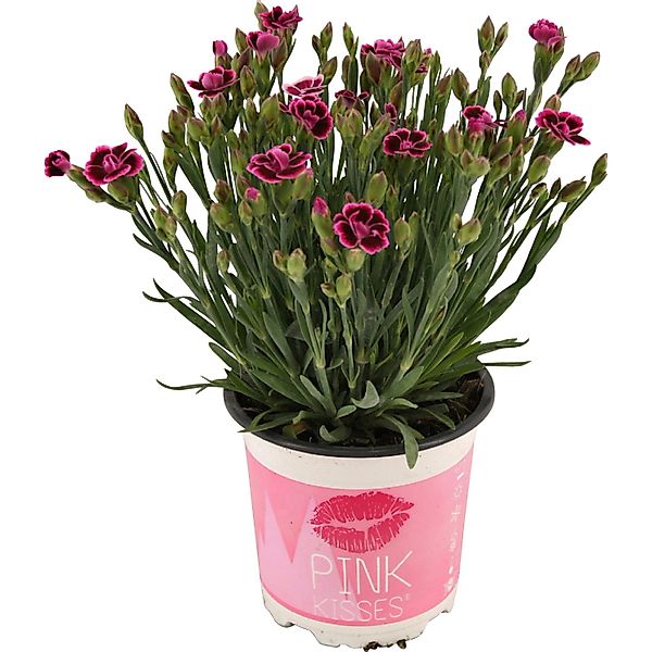 Stauden-Nelke Pink Kisses® Rosa-Violett Topf-Ø ca. 10,5 cm Dianthus günstig online kaufen