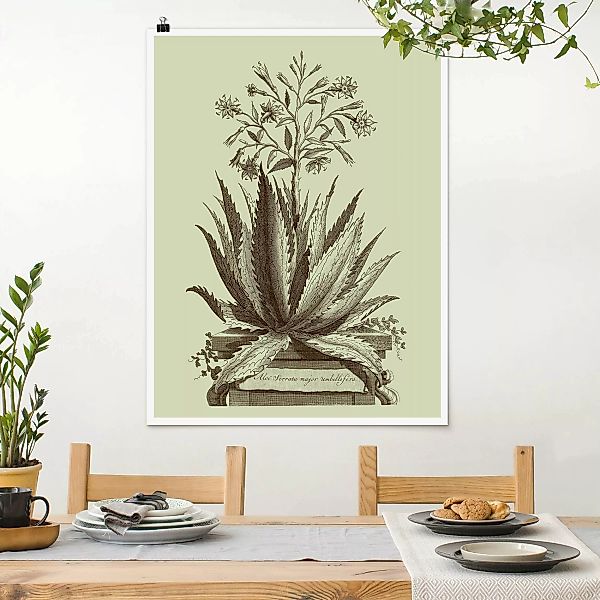 Poster Vintage Aloe Serrata günstig online kaufen