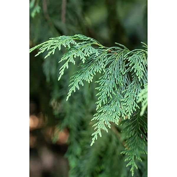 Chamaecyparis Nootkatensis Aurea Gelbe Nootka-Scheinzypresse 80–100 cm günstig online kaufen