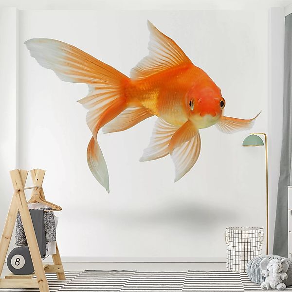 Bilderwelten Kindertapete Goldfish is Watching you orange Gr. 192 x 192 günstig online kaufen