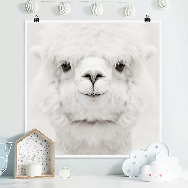 Poster Lächelndes Alpaka günstig online kaufen