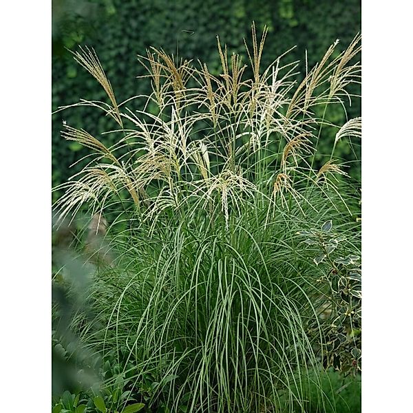 Miscanthus Sinensis Hermann Müssel Chinaschilf 7,5-10 L Container günstig online kaufen