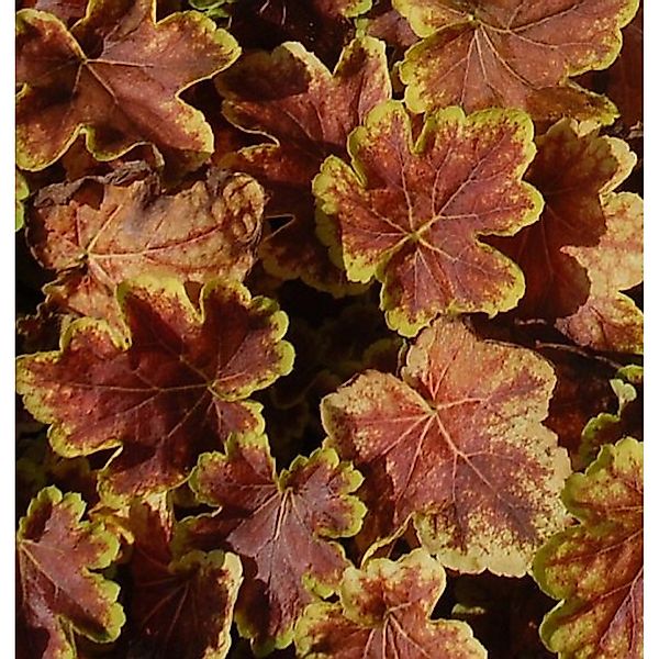 Teppich Purpurglöckchen Solar Eclipse - Heucherella tiarelloides günstig online kaufen