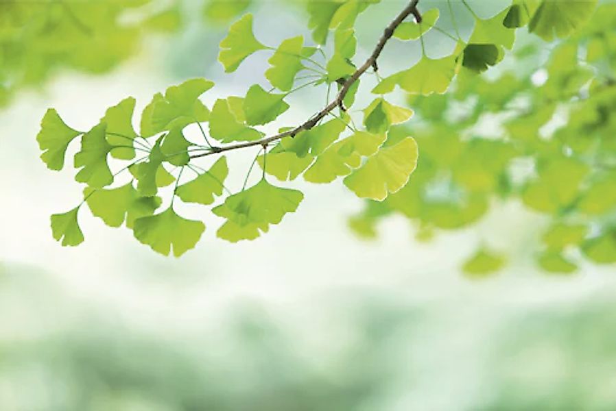 A.S. Création Vliestapete »Fototapete Ginkgo-Blätter in Grün Naturmotiv« ma günstig online kaufen