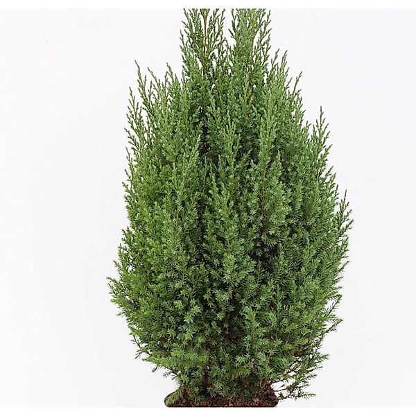 Blauer Kegelmooswacholder 40-50cm - Juniperus chinensis günstig online kaufen