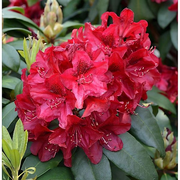 Großblumige Rhododendron Edith Hachmann 30-40cm - Alpenrose günstig online kaufen