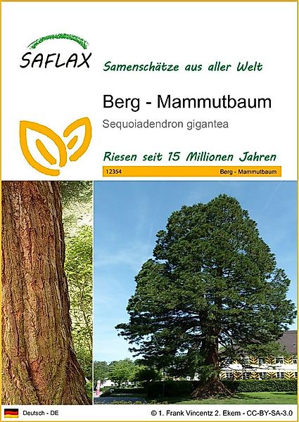 SAFLAX Blumensamen SAFLAX - Samen - Berg - Mammutbaum günstig online kaufen