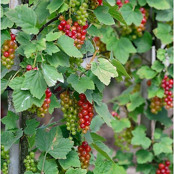 Rote Johannisbeere Rovada 30-40cm - Ribes rubrum günstig online kaufen