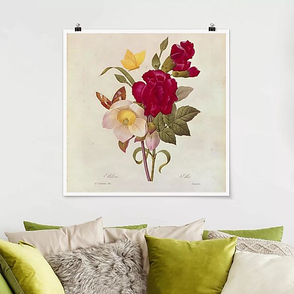 Poster Blumen - Quadrat Pierre Joseph Redouté - Christrosen günstig online kaufen