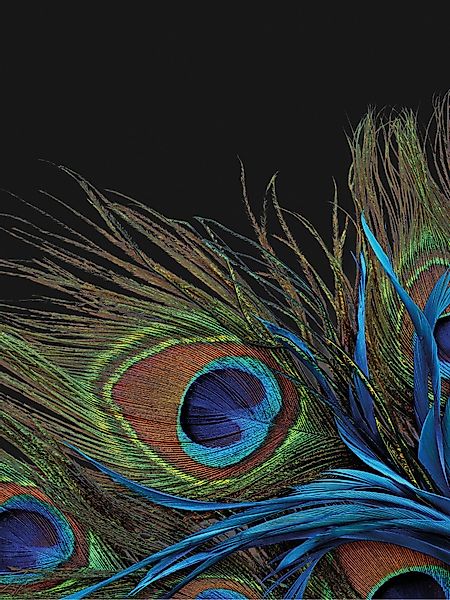 KiNZLER Wohndecke "Mikrofaser Fotodruck "Pfau"" Kuscheldecke, bedruckt, 150 günstig online kaufen