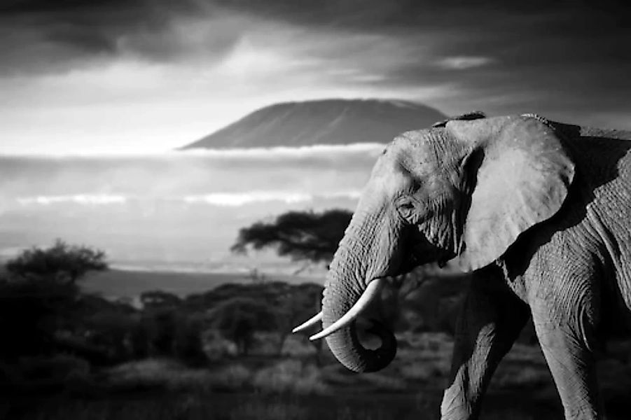 Papermoon Fototapete »Elefant mit Landschaft Schwarz Weiß« günstig online kaufen